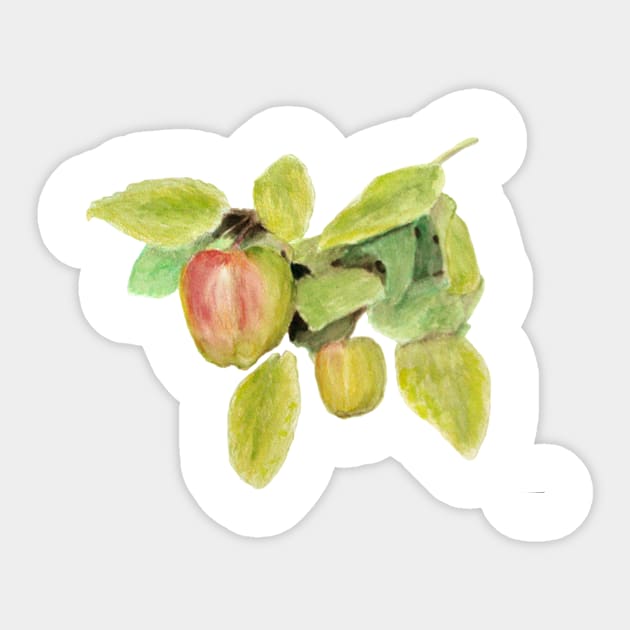 Winter Apples Sticker by lindaursin